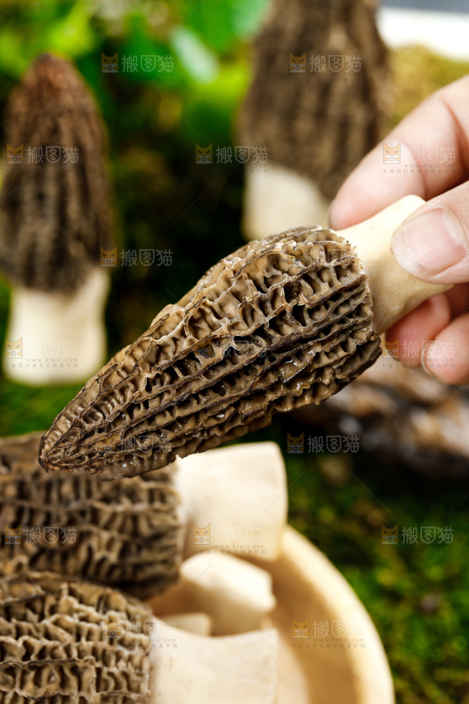 深底上的羊肚菌