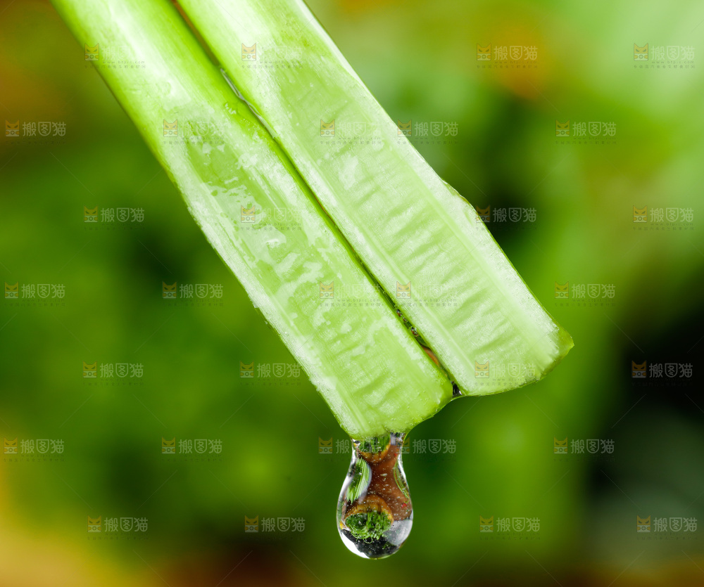木底上的江西藜蒿