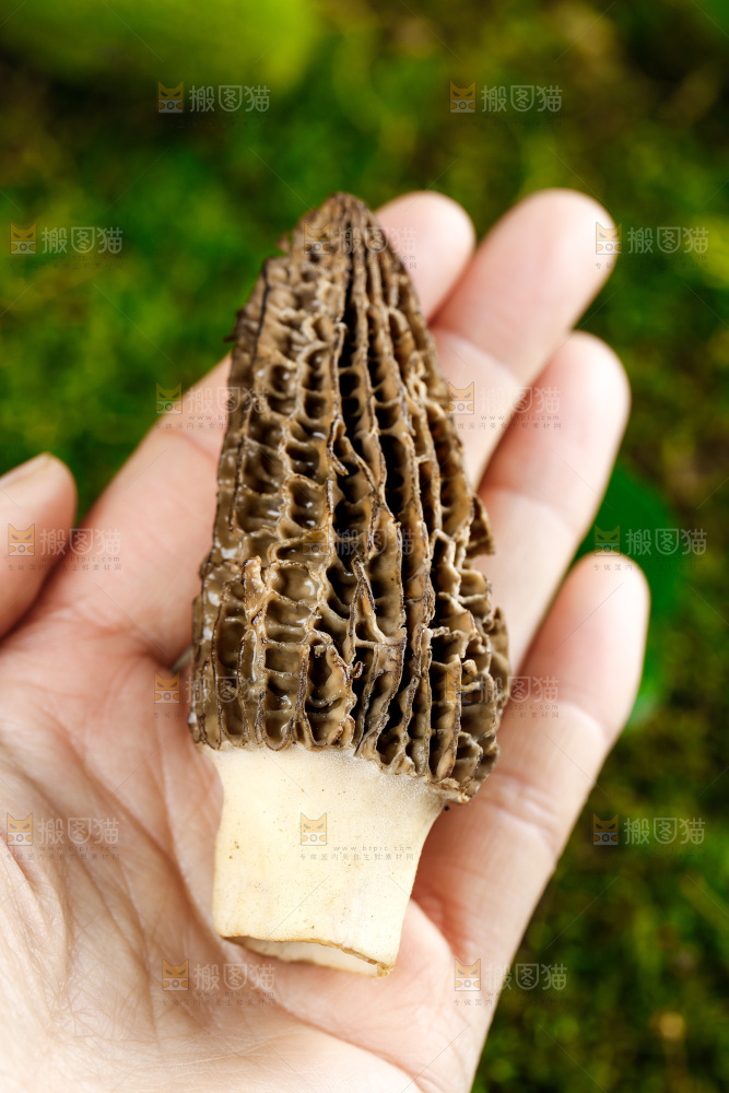 深底上的羊肚菌