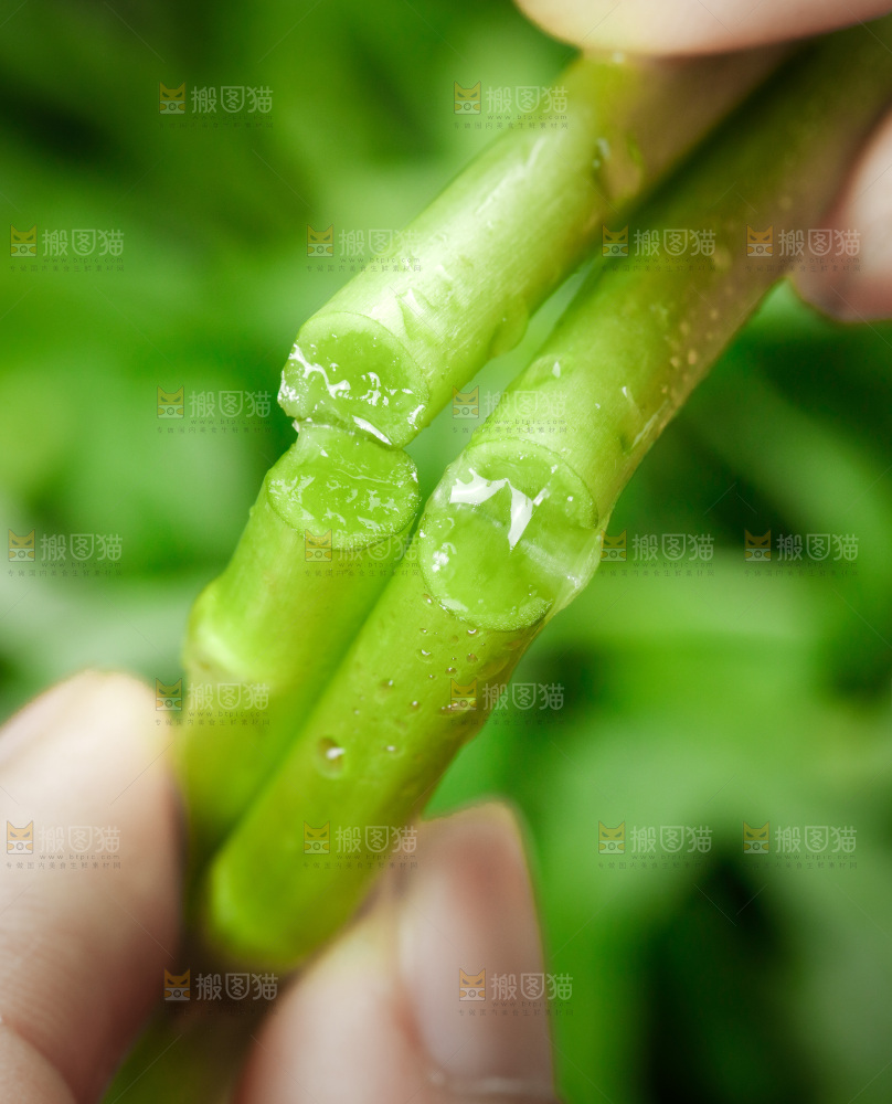 木底上的江西藜蒿