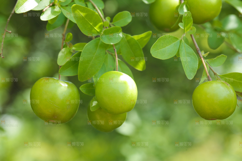 果园里树枝的三月李
