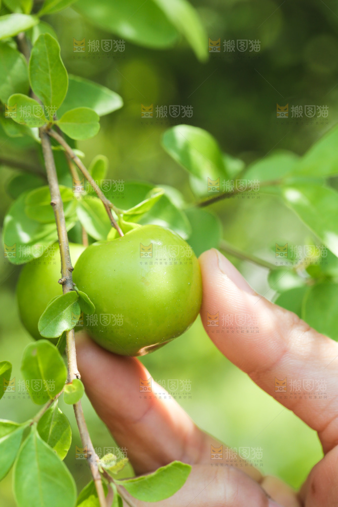 新鲜采摘三月李