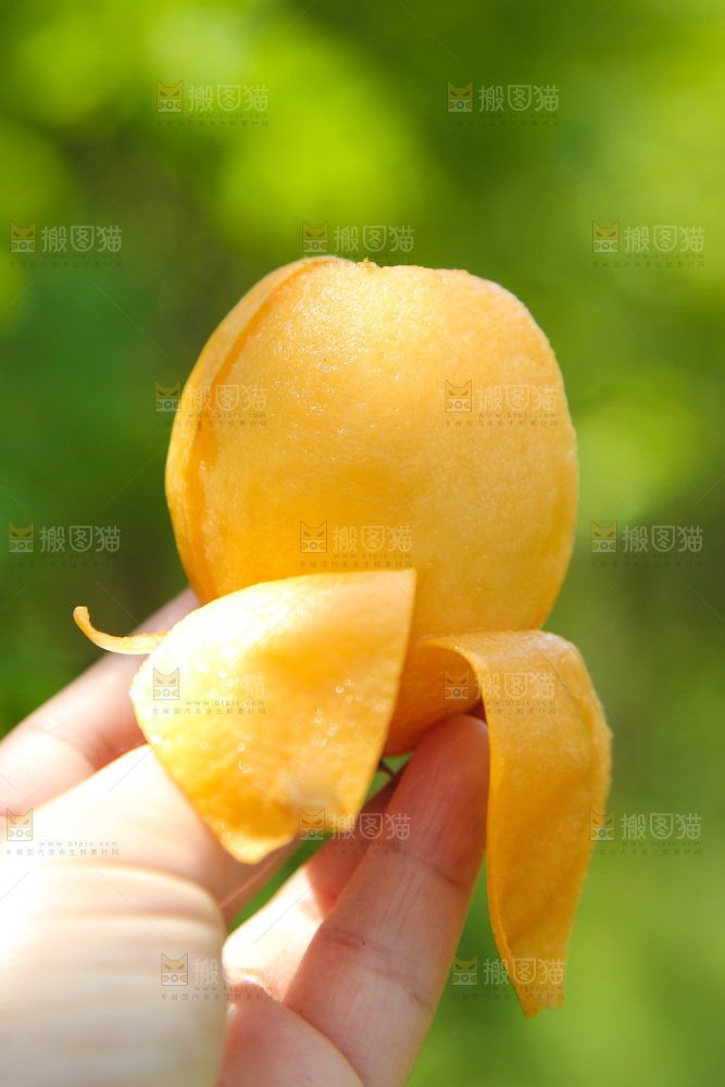 手里拿着米易甜枇杷