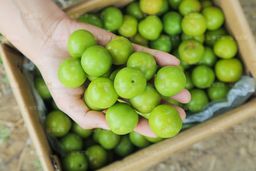 手里捧着三月李