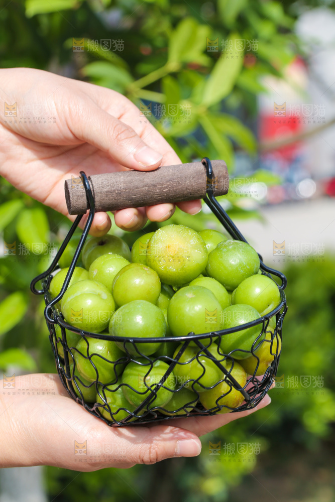 手里端着一篮酸脆三月李