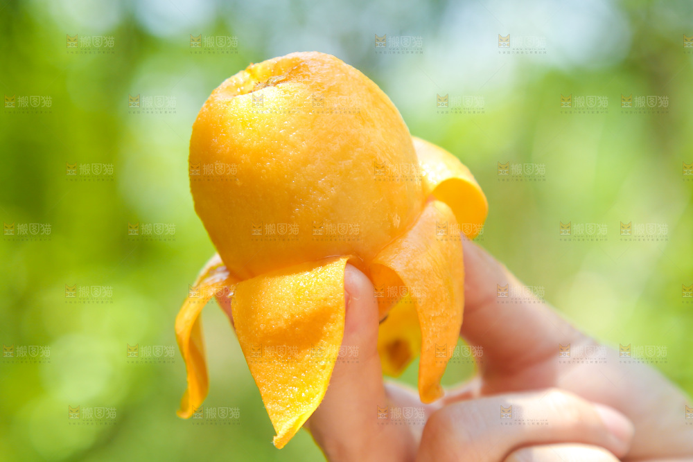 手里拿着大枇杷