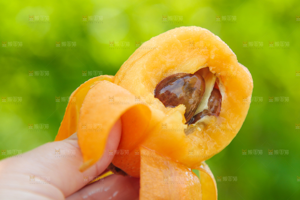 手里拿着大枇杷