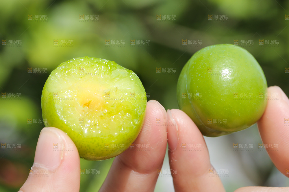 手里拿着三月李