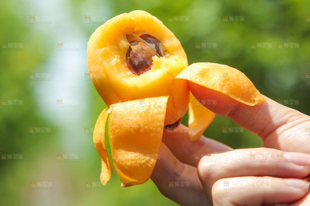 手里拿着大枇杷