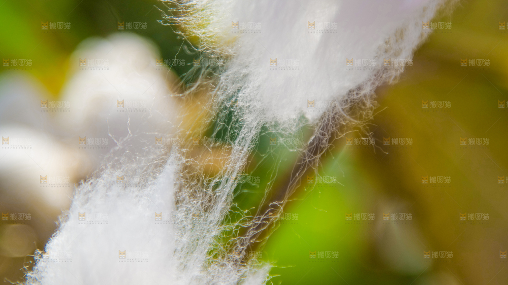 手里拿着棉花