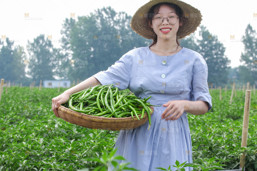 手里拿着现摘线椒