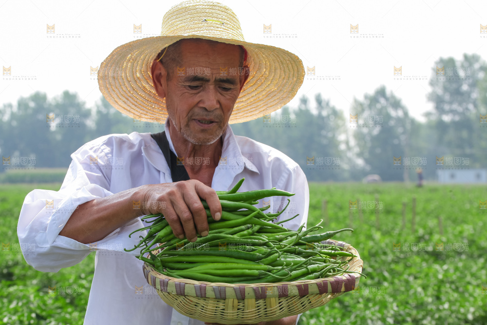 手里拿着现摘线椒
