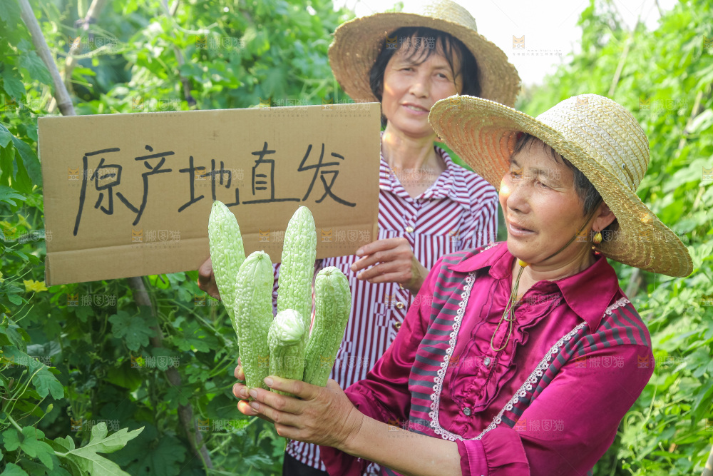 手里拿着新鲜苦瓜