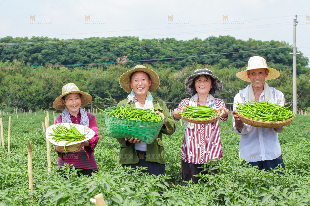 手里拿着现摘线椒