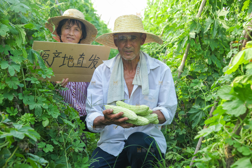 手里拿着新鲜苦瓜