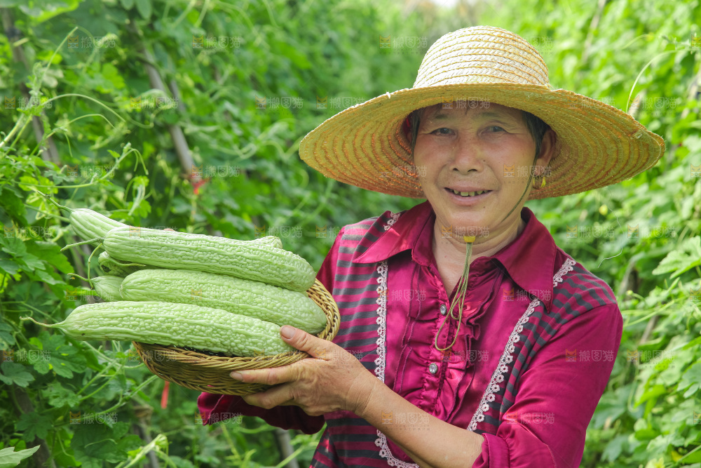 手里拿着新鲜苦瓜