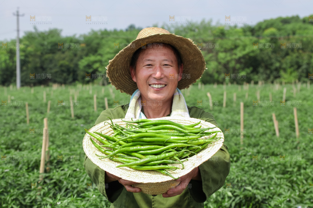 手里拿着现摘线椒