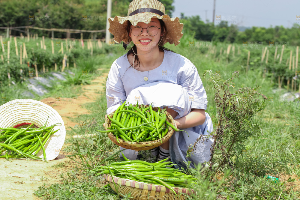 手里拿着现摘线椒