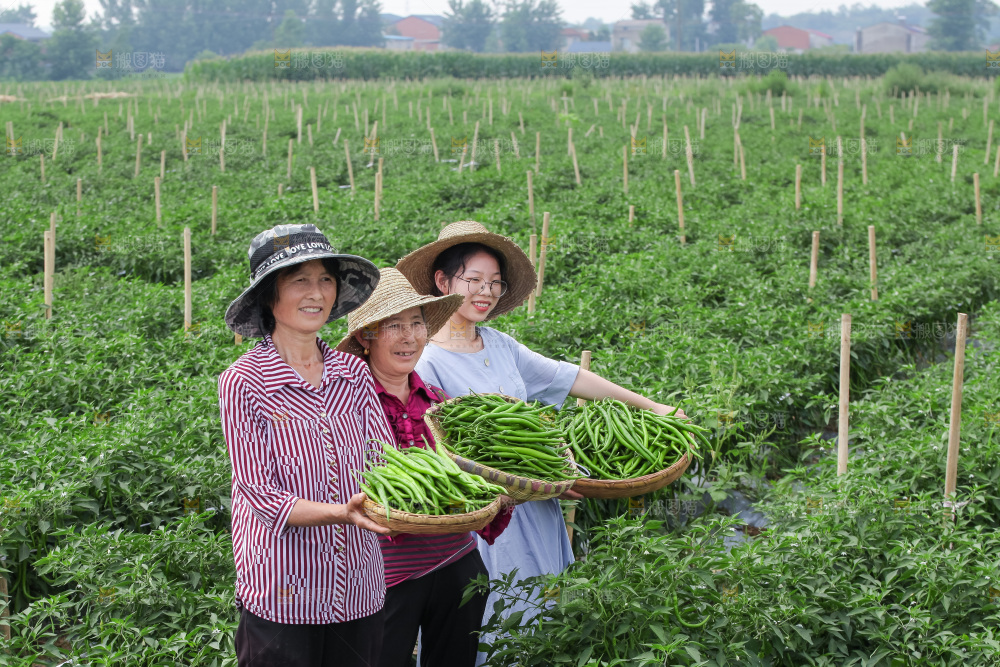 手里拿着现摘线椒