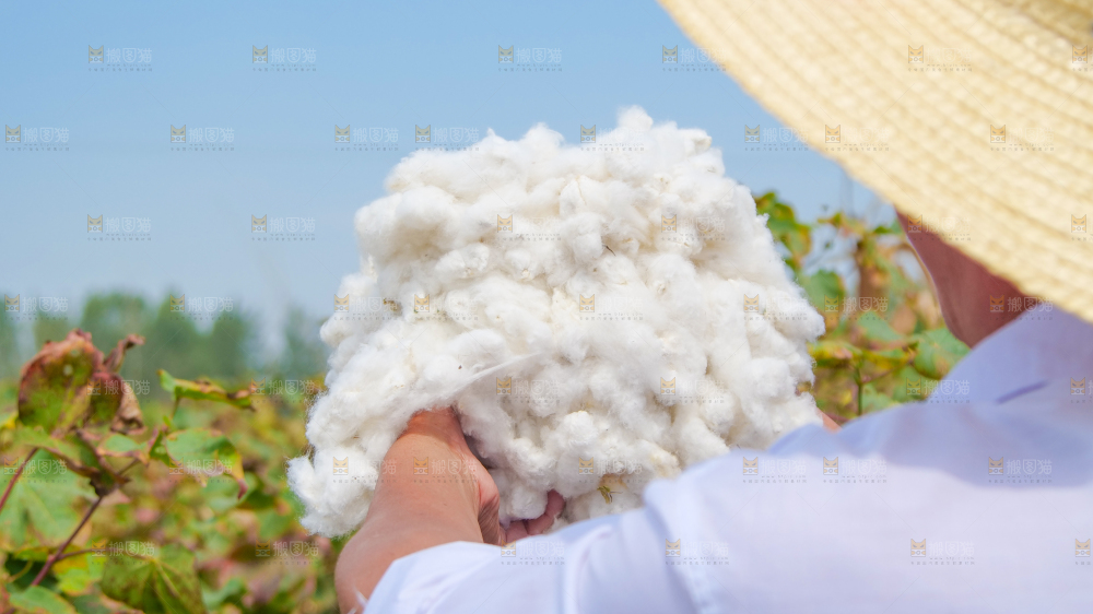 手里拿着棉花
