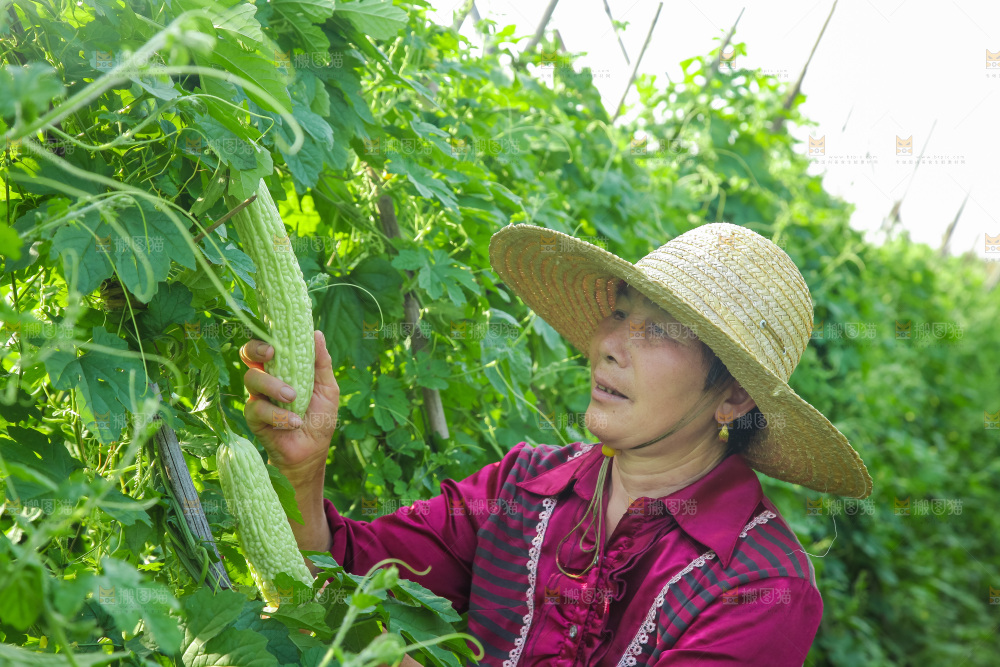 手里拿着新鲜苦瓜