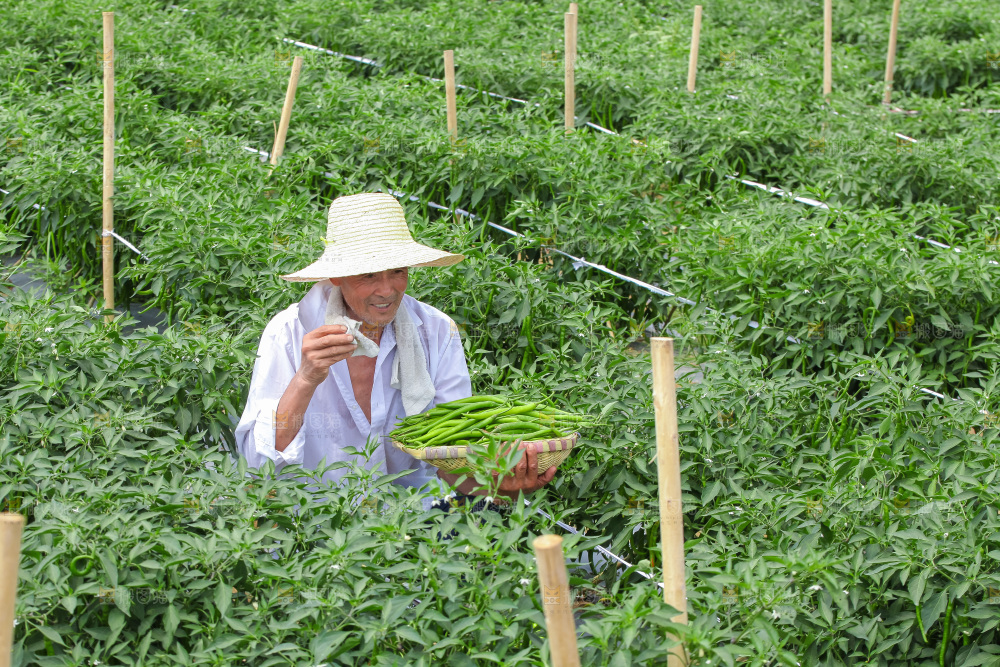 手里拿着现摘线椒