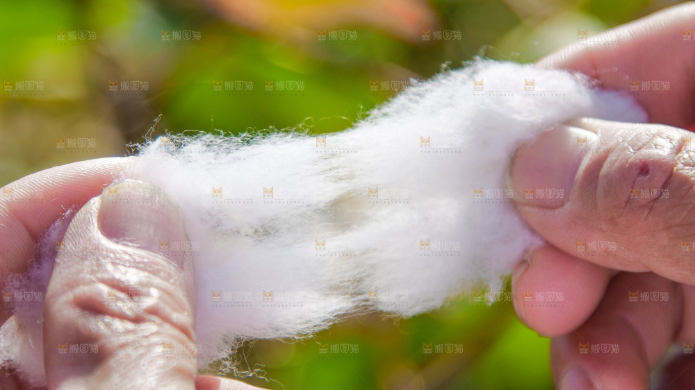 手里拿着棉花
