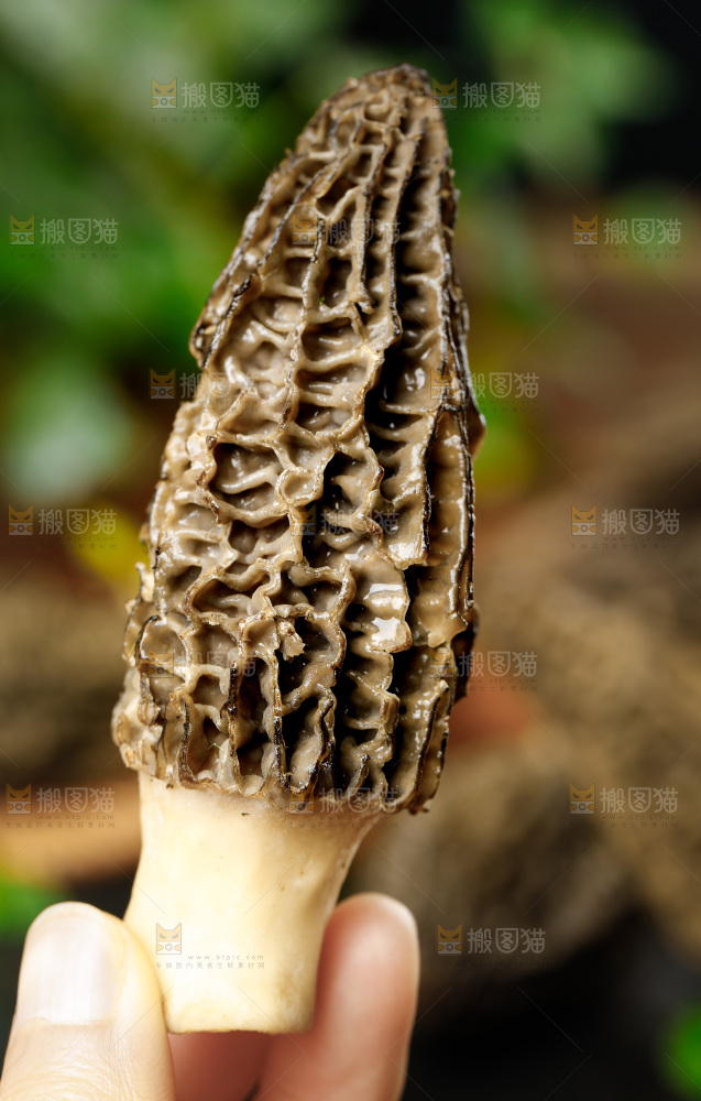 木底上的羊肚菇