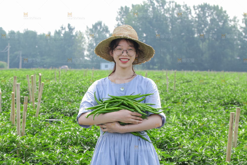 手里拿着现摘线椒