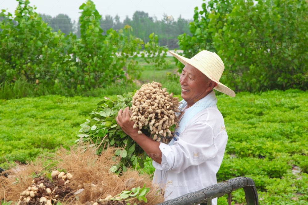 手里拿着现挖花生