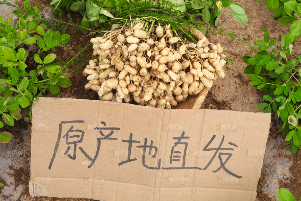 手里拿着现挖花生