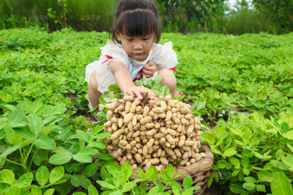 手里拿着现挖花生