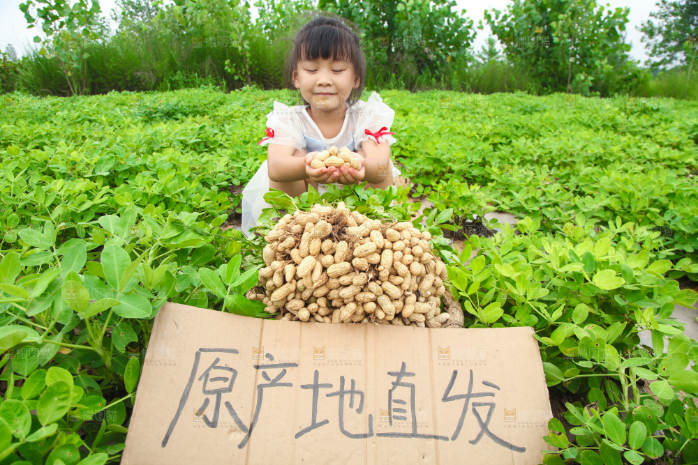 手里拿着现挖花生