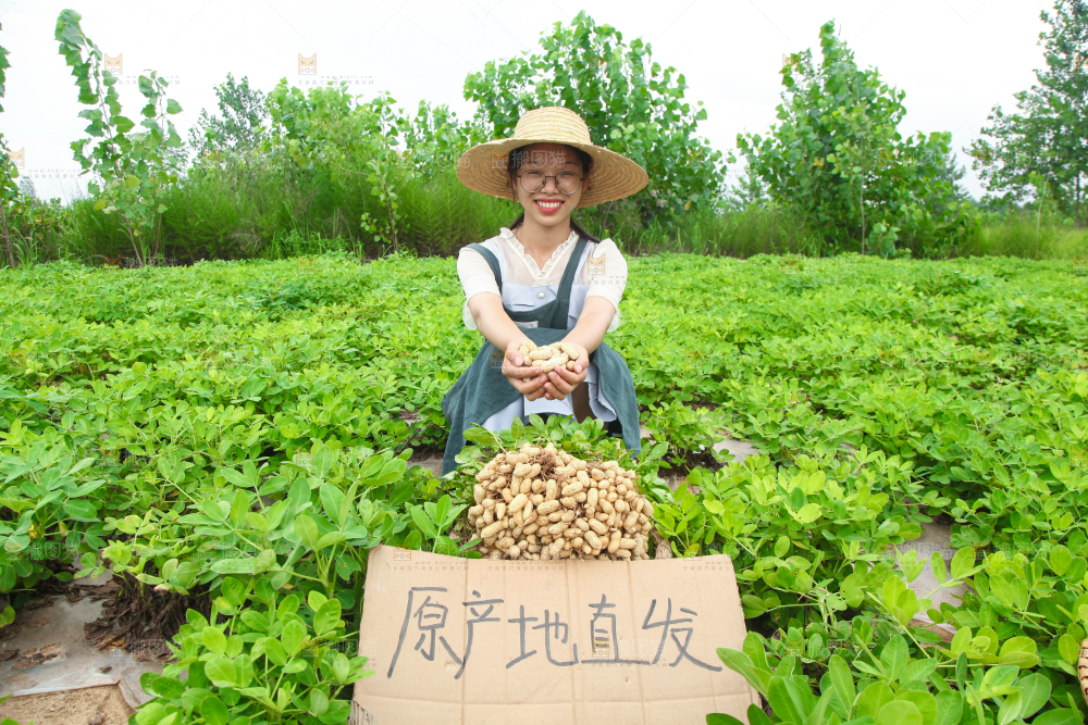 手里拿着现挖花生