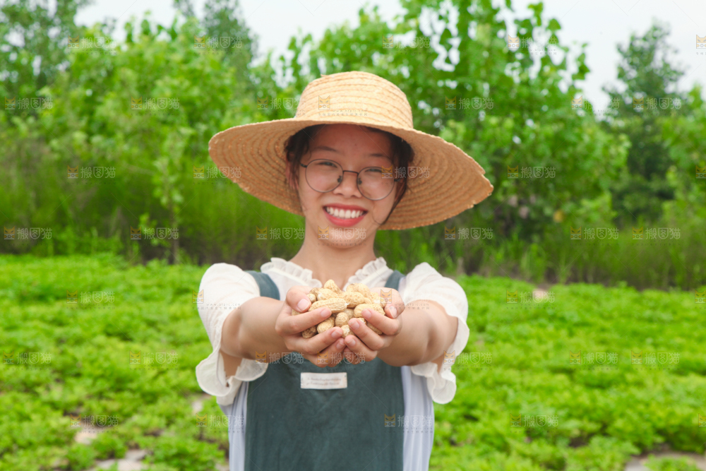 手里拿着现挖花生