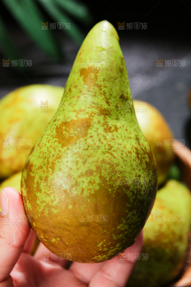 黑底上的进口啤梨