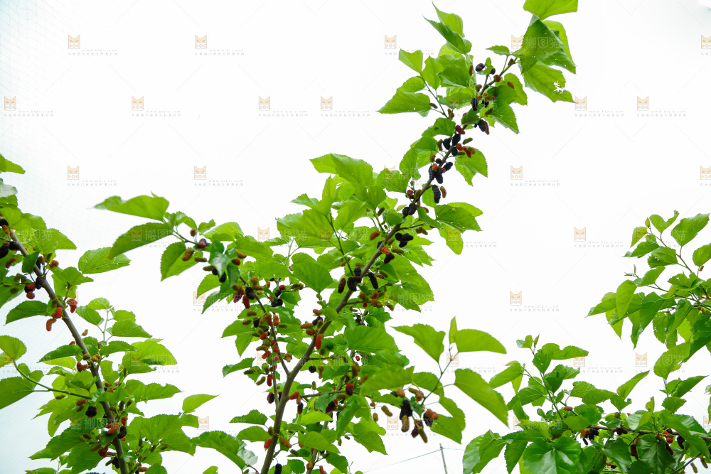 桑葚果树