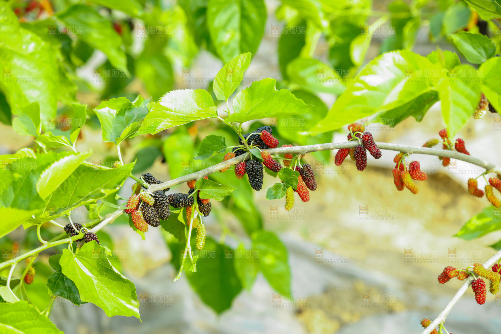 桑葚果树