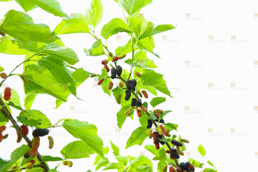 桑葚果树
