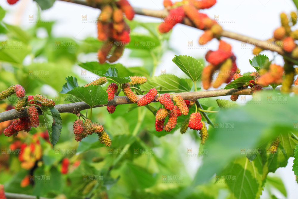 桑葚果树