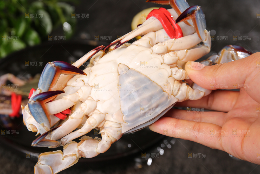 深底上放着梭子蟹