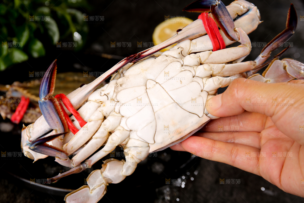 深底上放着梭子蟹