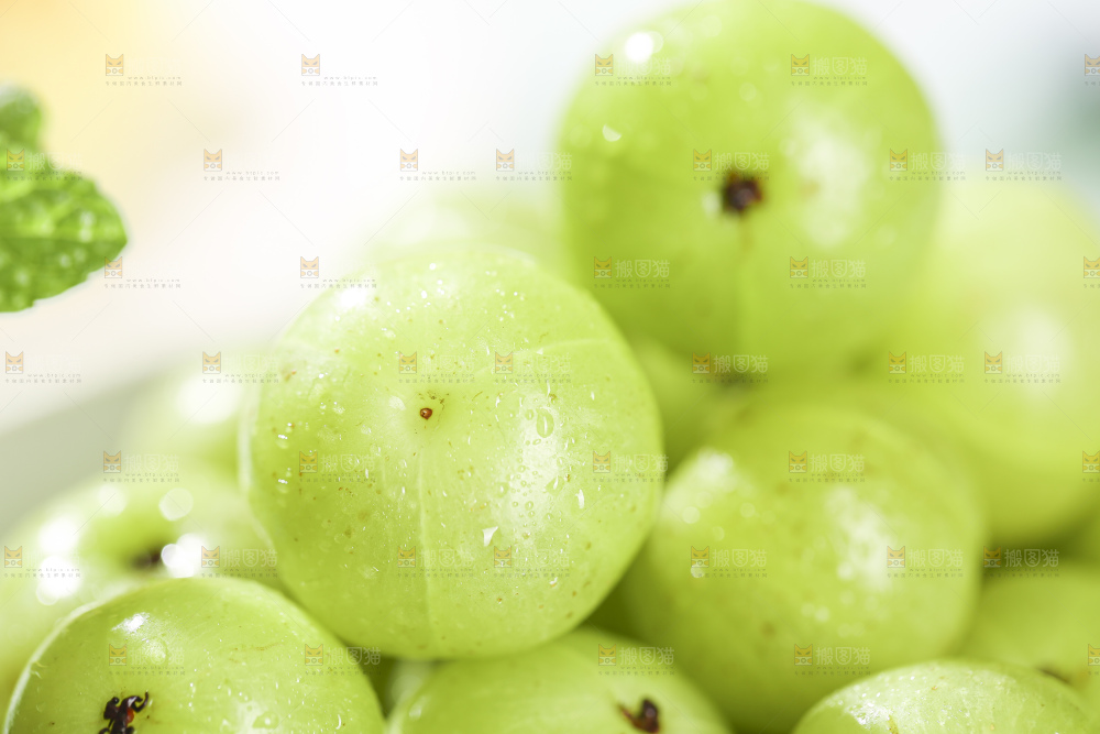 浅底上的油甘果