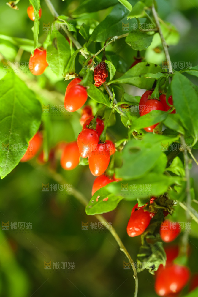 枸杞枝上的枸杞