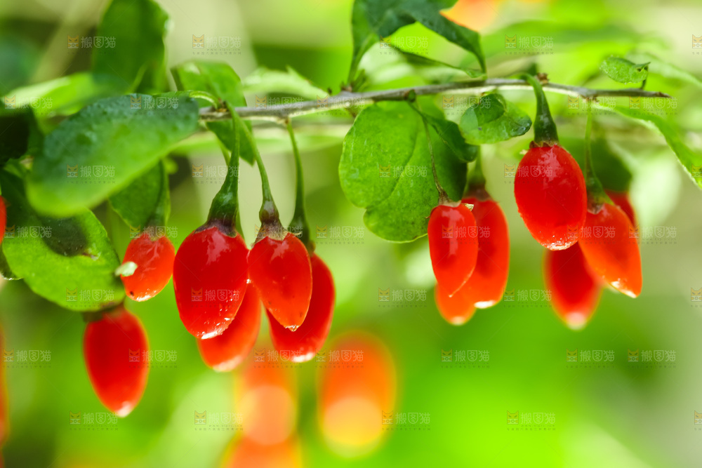 枸杞枝上的枸杞