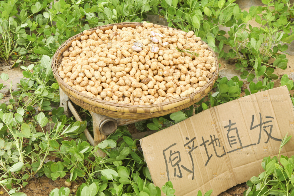 花生地里的新鲜花生