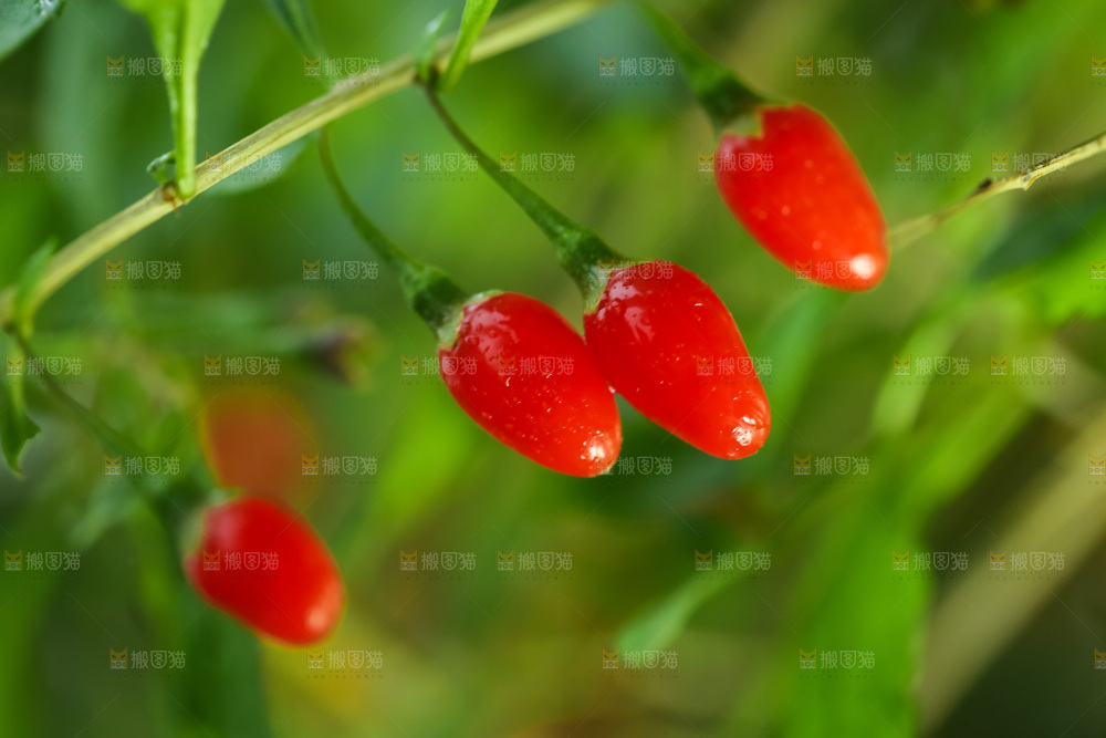 枸杞枝上的枸杞
