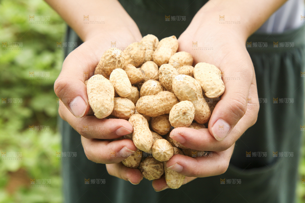 手里拿着现挖花生