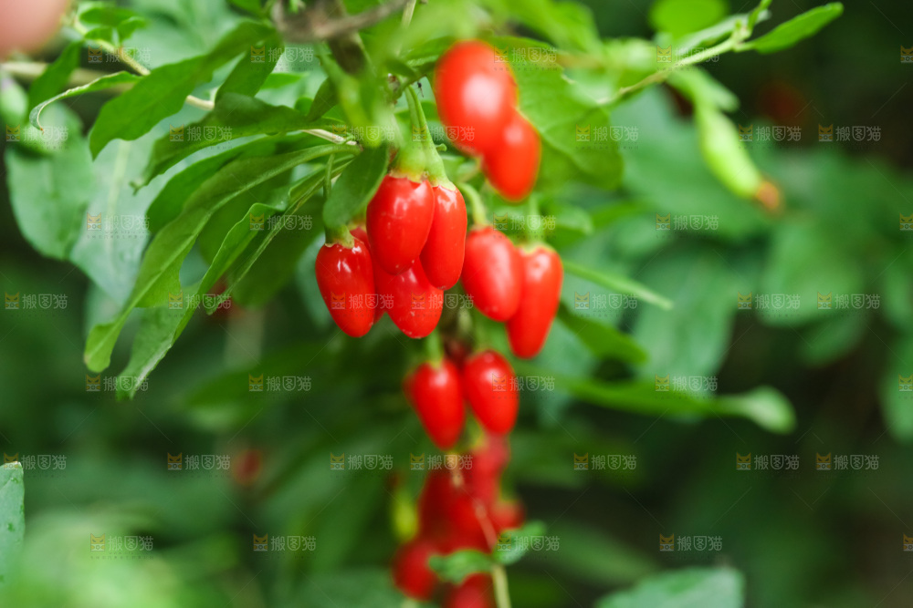 枸杞枝上的枸杞