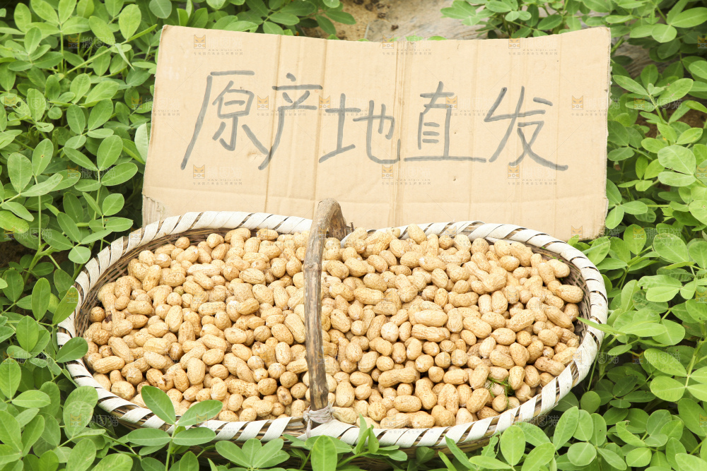 花生地里的新鲜花生